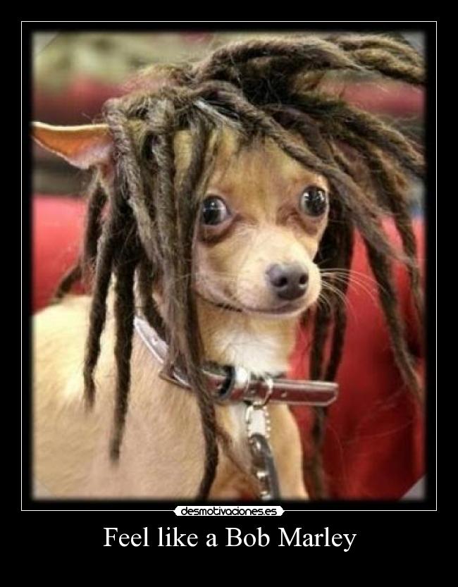 Feel like a Bob Marley -