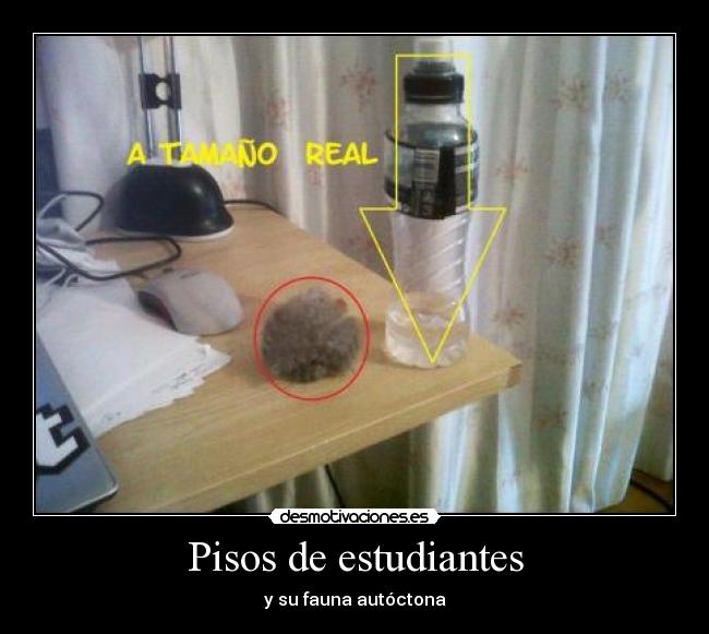 Pisos de estudiantes - y su fauna autóctona