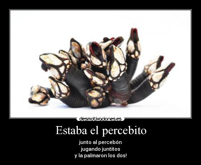 Estaba el percebito -