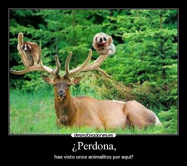 ¿Perdona, - has visto unos animalitos por aqui?