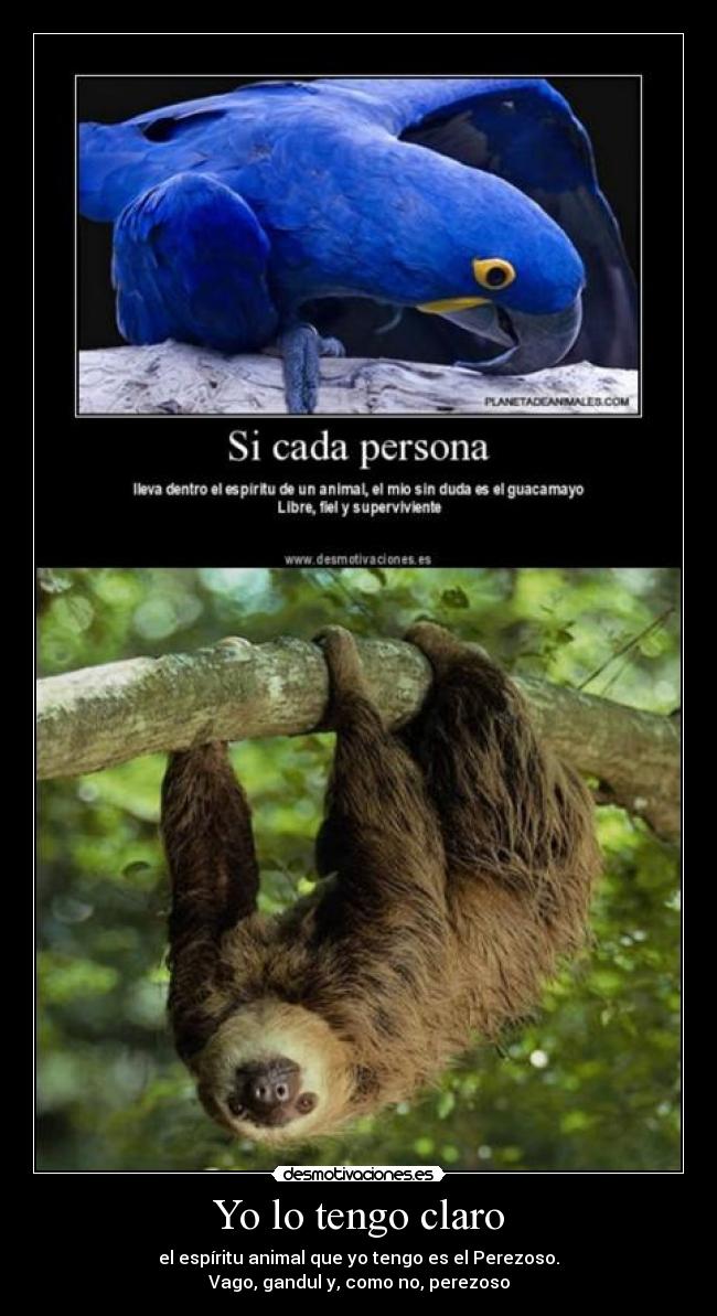 Yo lo tengo claro - el espíritu animal que yo tengo es el Perezoso.
Vago, gandul y, como no, perezoso