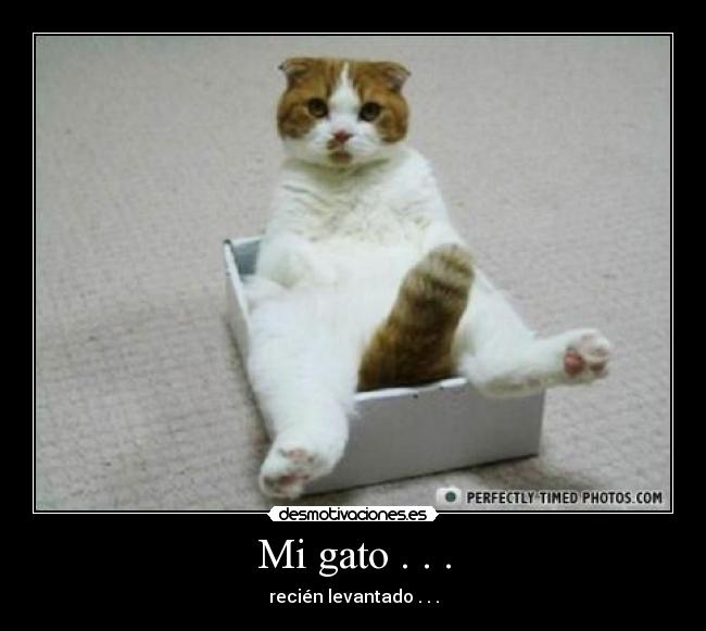 Mi gato . . . - recién levantado . . .