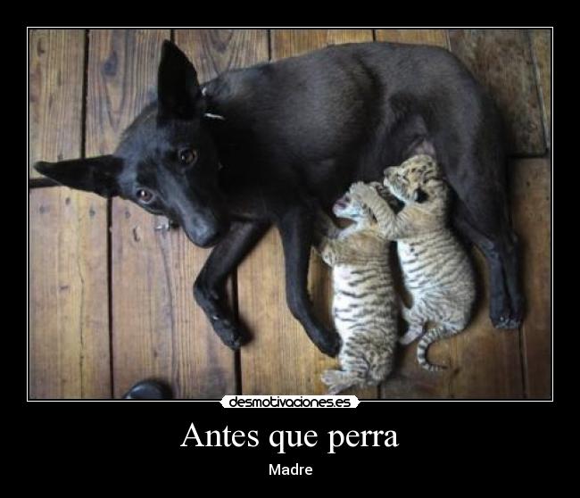 Antes que perra -