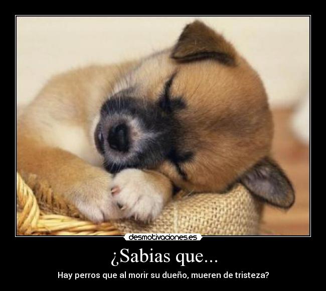 ¿Sabias que... -