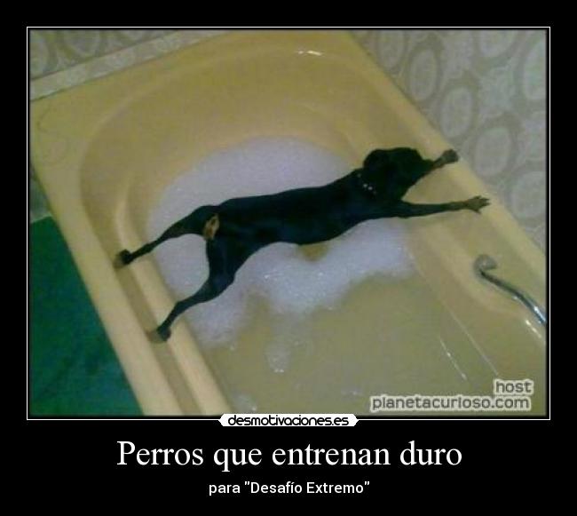 Perros que entrenan duro -