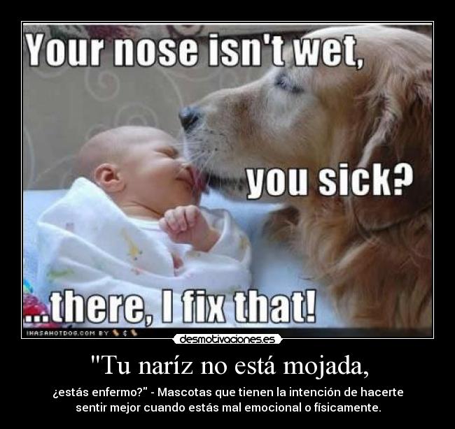 carteles perrito tierno con bebe desmotivaciones