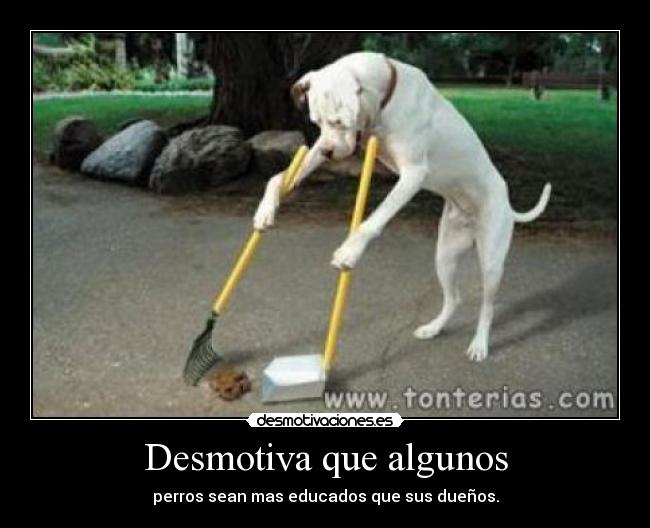 Desmotiva que algunos - perros sean mas educados que sus dueños.