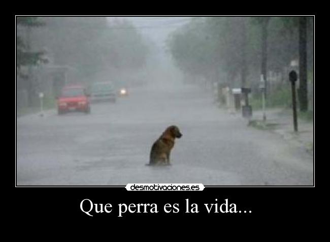 Que perra es la vida... - 