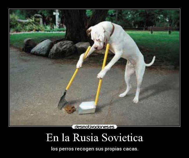 En la Rusia Sovietica - los perros recogen sus propias cacas.