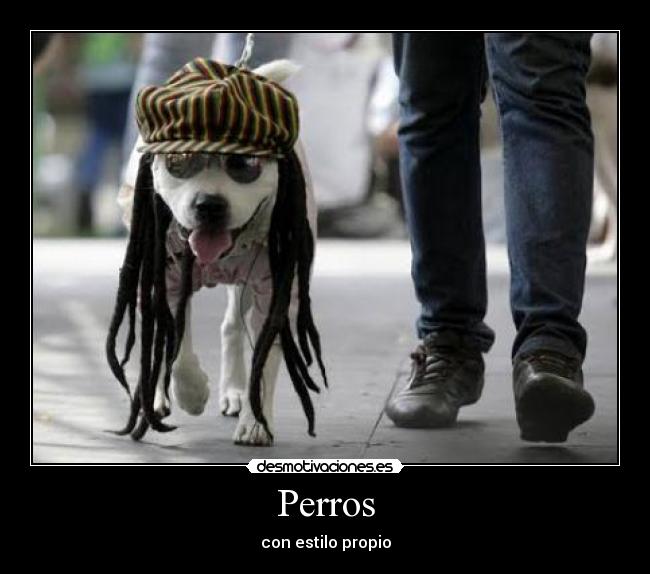 Perros - con estilo propio