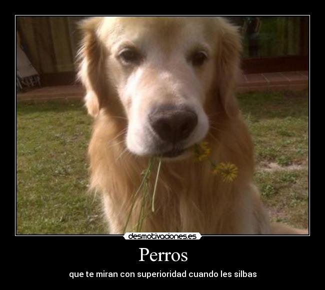 Perros - que te miran con superioridad cuando les silbas