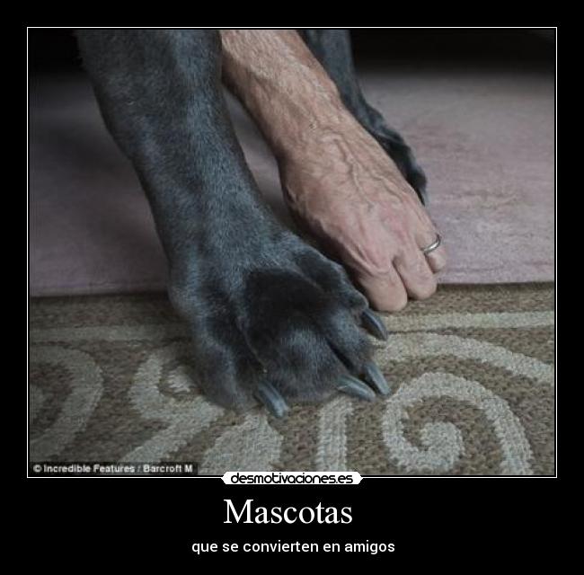 Mascotas - que se convierten en amigos