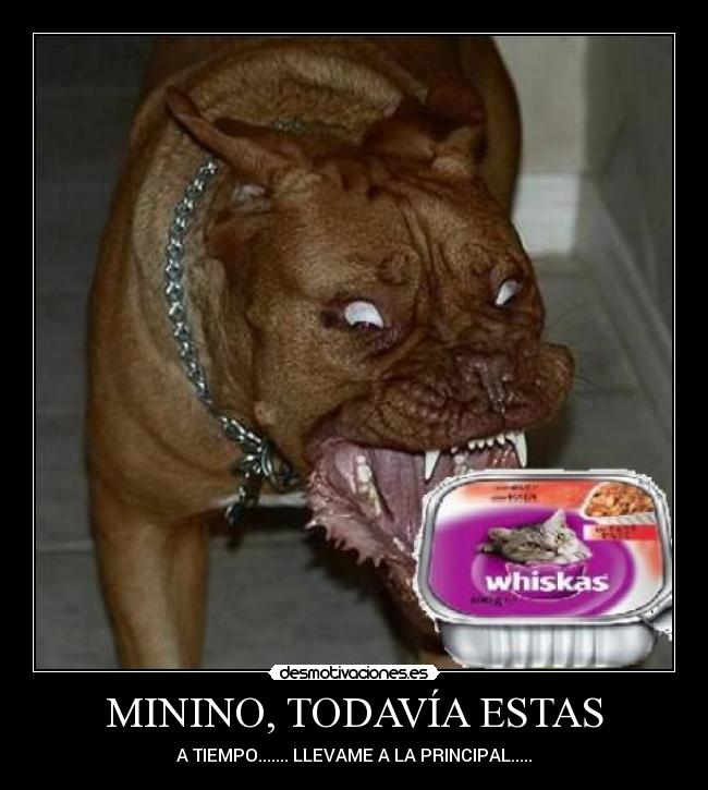 MININO, TODAVÍA ESTAS - 