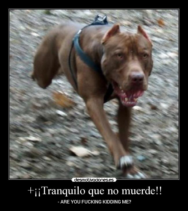 +¡¡Tranquilo que no muerde!! - - ARE YOU FUCKING KIDDING ME?