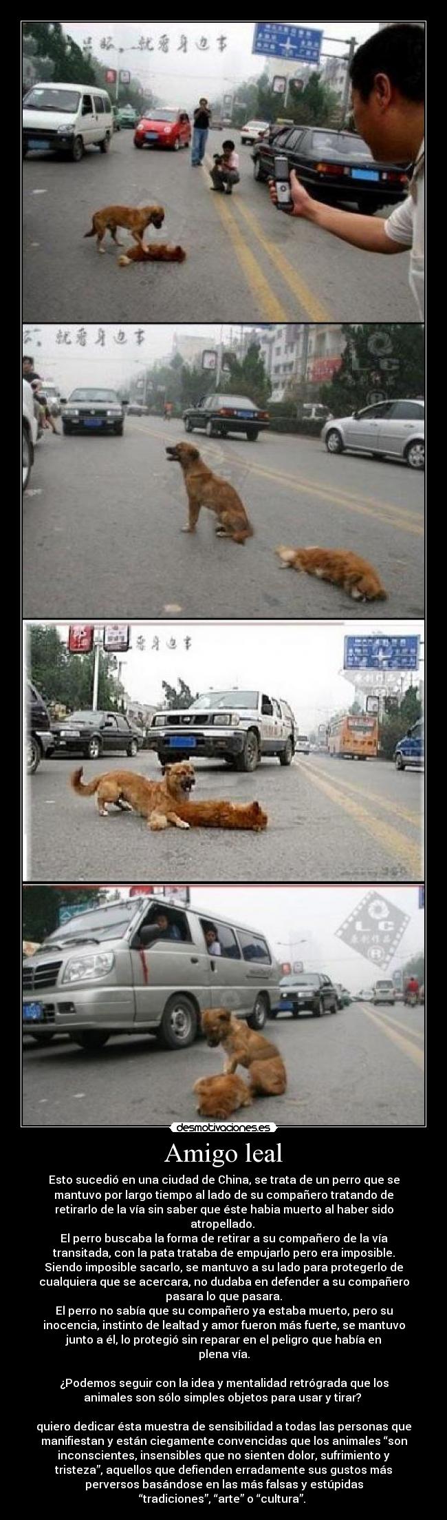 Amigo leal - Esto sucedió en una ciudad de China, se trata de un perro que se
mantuvo por largo tiempo al lado de su compañero tratando de
retirarlo de la vía sin saber que éste habia muerto al haber sido
atropellado.
El perro buscaba la forma de retirar a su compañero de la vía
transitada, con la pata trataba de empujarlo pero era imposible.
Siendo imposible sacarlo, se mantuvo a su lado para protegerlo de
cualquiera que se acercara, no dudaba en defender a su compañero
pasara lo que pasara.
El perro no sabía que su compañero ya estaba muerto, pero su
inocencia, instinto de lealtad y amor fueron más fuerte, se mantuvo
junto a él, lo protegió sin reparar en el peligro que había en
plena vía.
¿Podemos seguir con la idea y mentalidad retrógrada que los
animales son sólo simples objetos para usar y tirar?
quiero dedicar ésta muestra de sensibilidad a todas las personas que
manifiestan y están ciegamente convencidas que los animales “son
inconscientes, insensibles que no sienten dolor, sufrimiento y
tristeza”, aquellos que defienden erradamente sus gustos más
perversos basándose en las más falsas y estúpidas
“tradiciones”, “arte” o “cultura”.