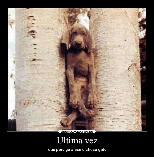 Ultima vez - que persigo a ese dichoso gato