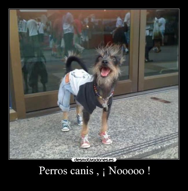 Perros canis , ¡ Nooooo ! -