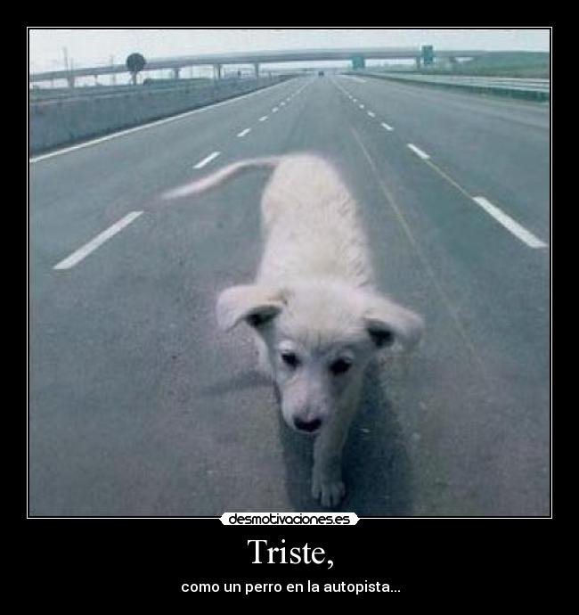 Triste, - como un perro en la autopista...