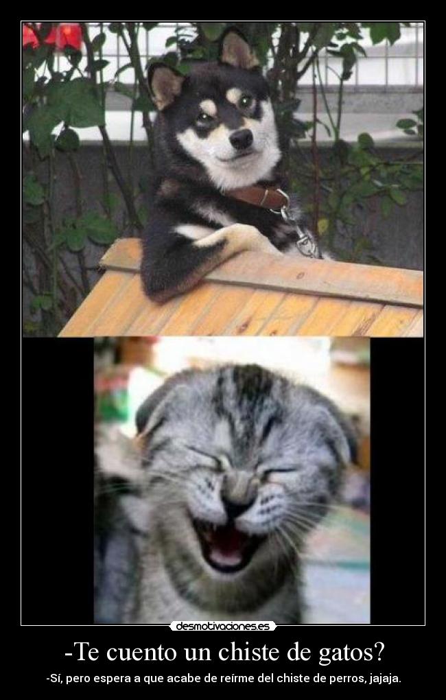 -Te cuento un chiste de gatos? - -Sí, pero espera a que acabe de reírme del chiste de perros, jajaja.