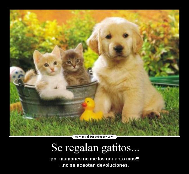Se regalan gatitos... -