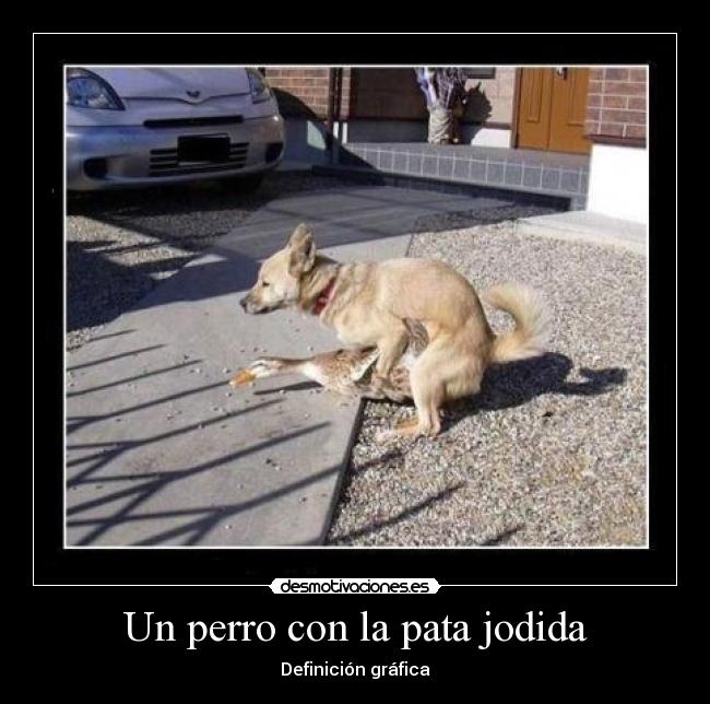 Un perro con la pata jodida -