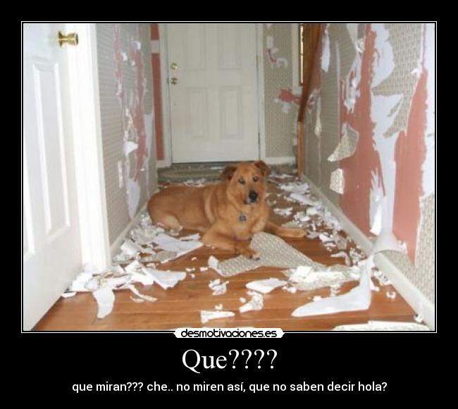 Que???? - 