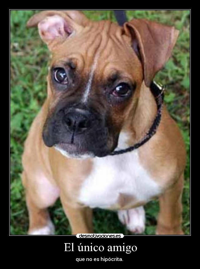 El único amigo - que no es hipócrita.