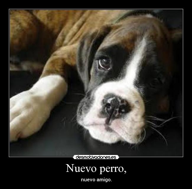 Nuevo perro, - 