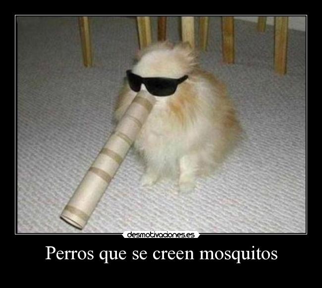 Perros que se creen mosquitos -