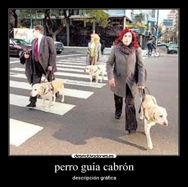 perro guía cabrón - 