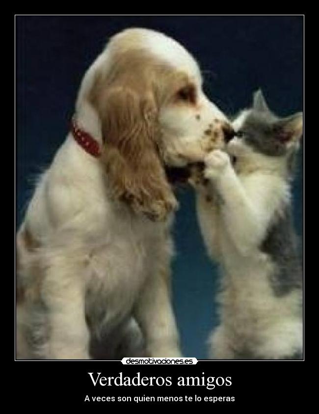 Verdaderos amigos - 