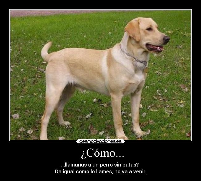  ¿Cómo... - ...llamarías a un perro sin patas? 
Da igual como lo llames, no va a venir.