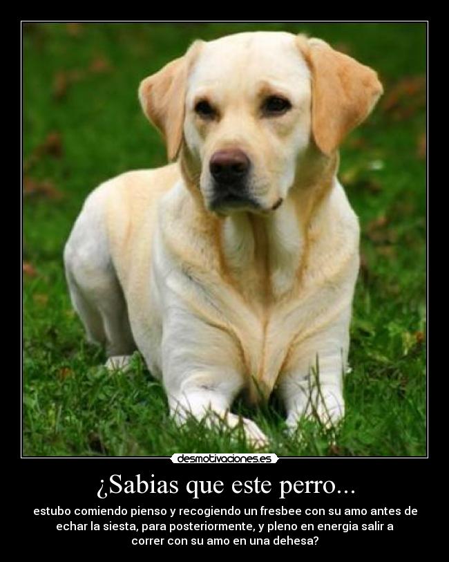 ¿Sabias que este perro... - estubo comiendo pienso y recogiendo un fresbee con su amo antes de
echar la siesta, para posteriormente, y pleno en energia salir a
correr con su amo en una dehesa?