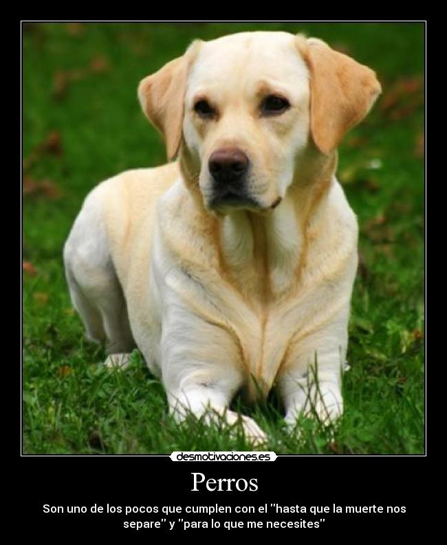 Perros - 