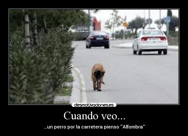 Cuando veo... - ...un perro por la carretera pienso Alfombra