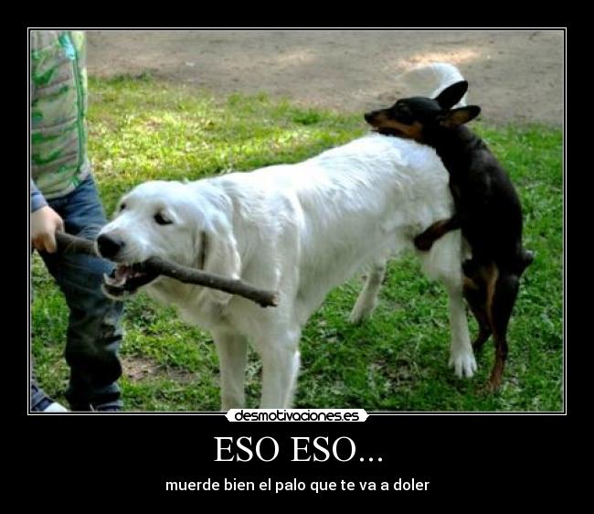 carteles eso eso muerde bien palo que doler perros follar canino palo dueno acv desmotivaciones