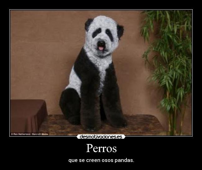 Perros - que se creen osos pandas.