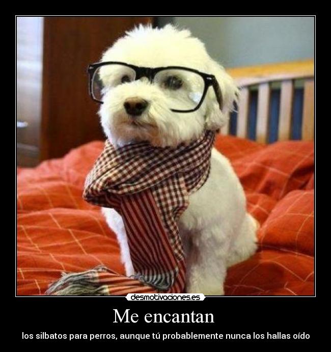 carteles perro hipster gafapasta silbato bufanda desmotivaciones