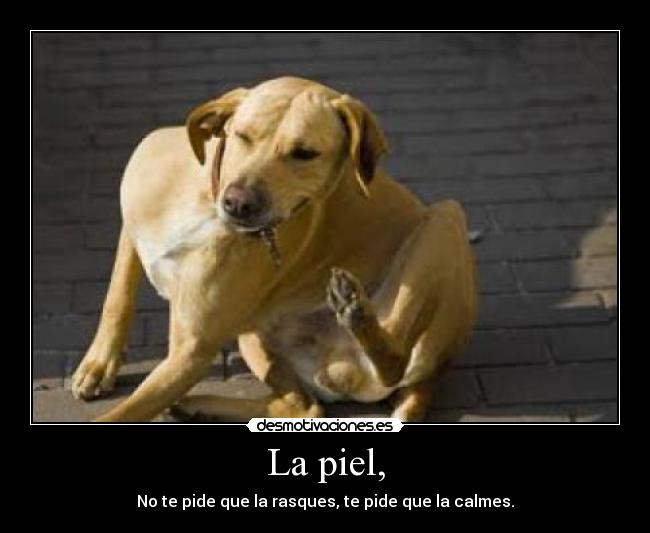 La piel, - No te pide que la rasques, te pide que la calmes.