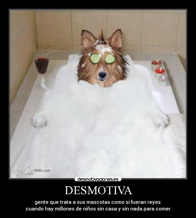 DESMOTIVA - gente que trata a sus mascotas como si fueran reyes 
cuando hay millones de niños sin casa y sin nada para comer