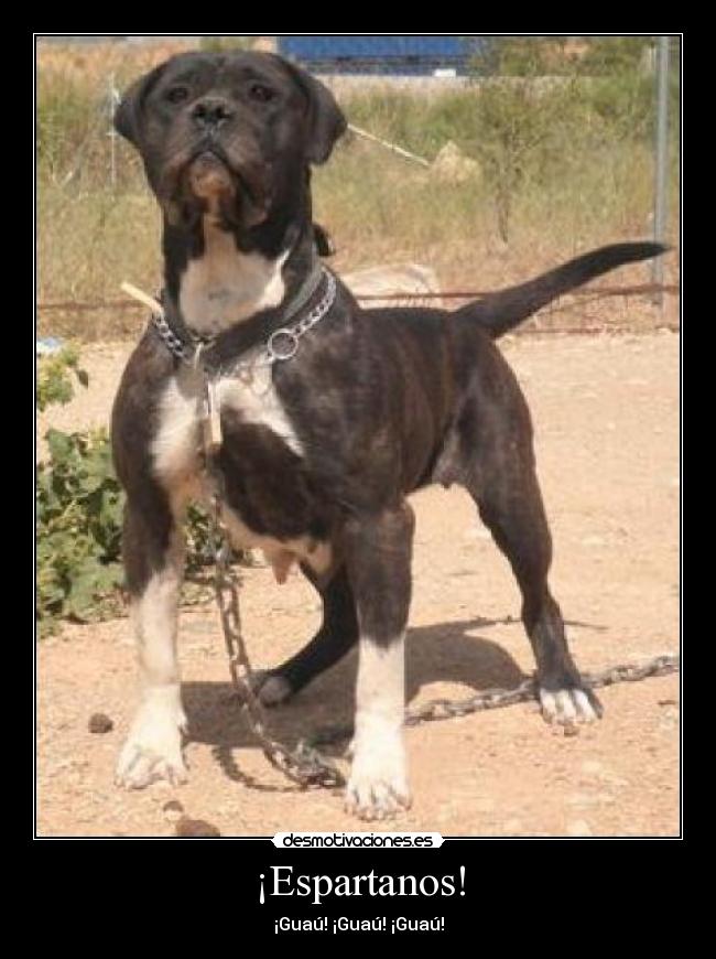 ¡Espartanos! - ¡Guaú! ¡Guaú! ¡Guaú!