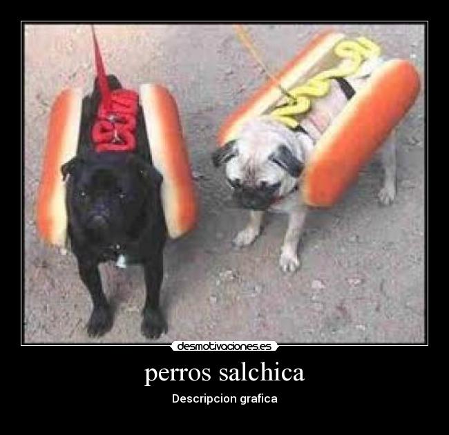 perros salchica - Descripcion grafica
