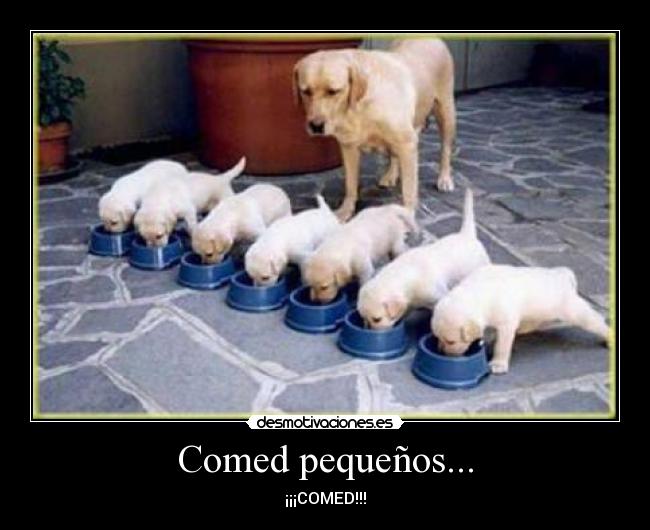 Comed pequeños... -