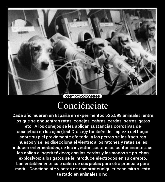 Conciénciate - Cada año mueren en España en experimentos 626.598 animales, entre
los que se encuentran ratas, conejos, cabras, cerdos, perros, gatos
etc.. A los conejos se les aplican sustancias corrosivas de
cosmética en los ojos (test Draize)y también de limpieza del hogar
sobre su piel previamente afeitada; a los perros se les fracturan
huesos y se les disecciona el vientre; a los ratones y ratas se les
inducen enfermedades, se les inyectan sustancias contaminantes, se
les obliga a ingerir tóxicos; con los cerdos y los monos se prueban
explosivos; a los gatos se le introduce electrodos en su cerebro.
Lamentablemente sólo salen de sus jaulas para otra prueba o para
morir. Concienciate y antes de comprar cualquier cosa mira si esta
testado en animales o no.