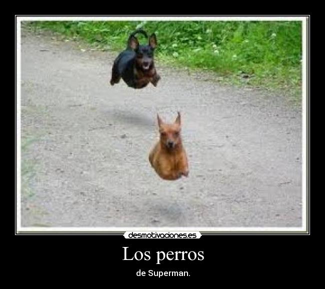 Los perros -
