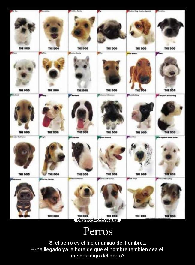 Perros - Si el perro es el mejor amigo del hombre...
---ha llegado ya la hora de que el hombre también sea el
mejor amigo del perro?