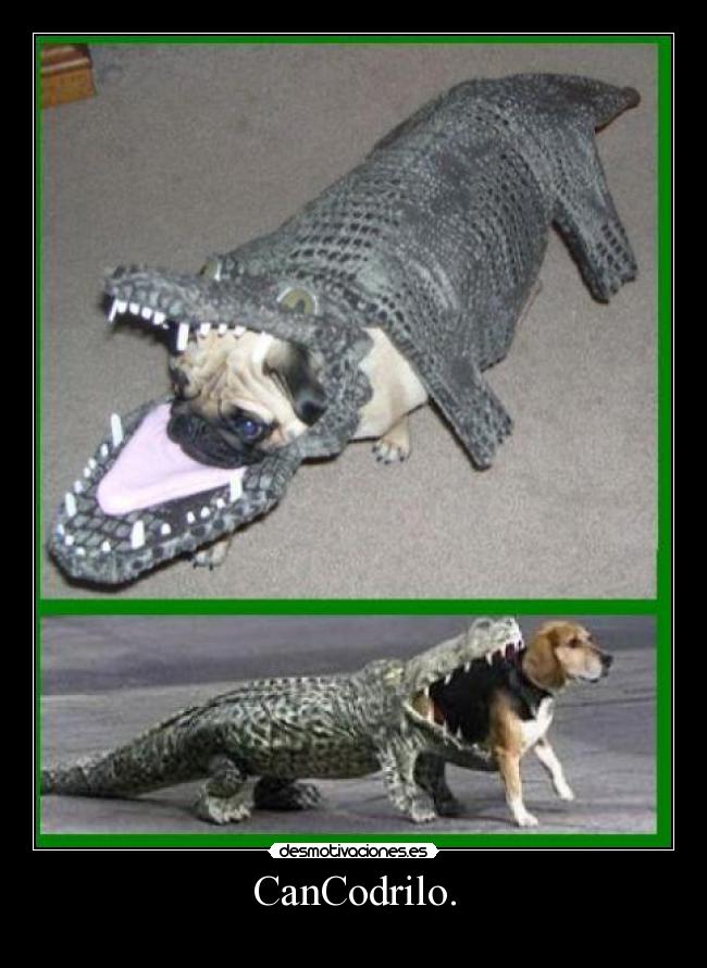 CanCodrilo. - 