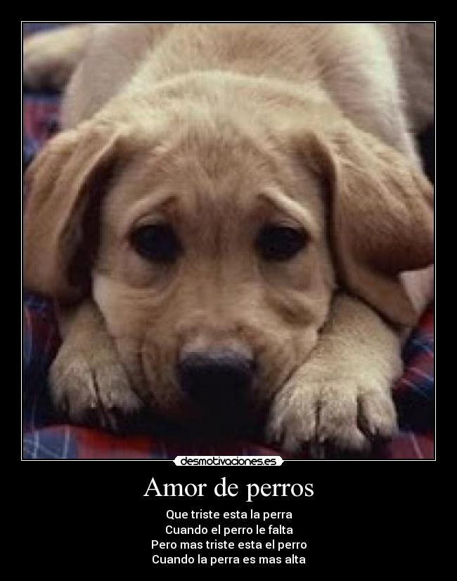 carteles amor perro desmotivaciones