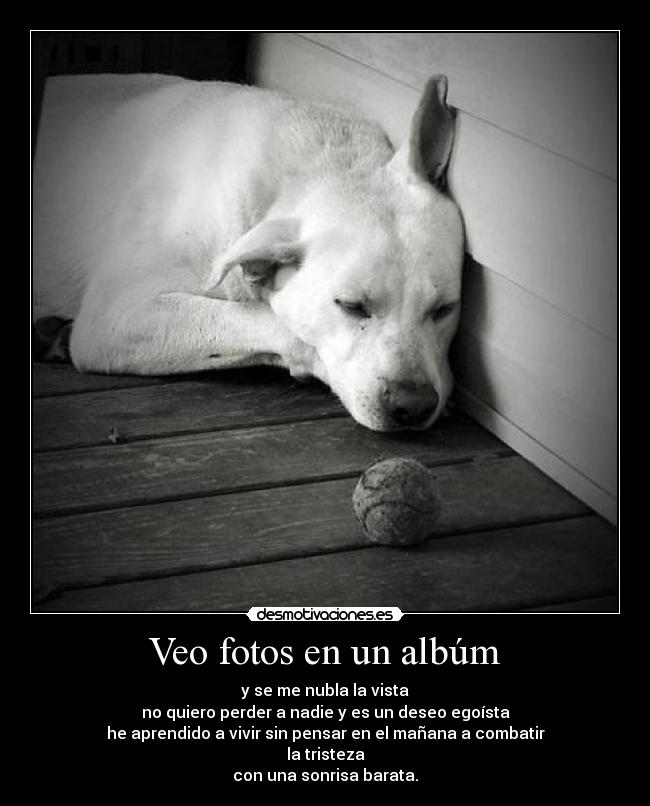 Veo fotos en un albúm -