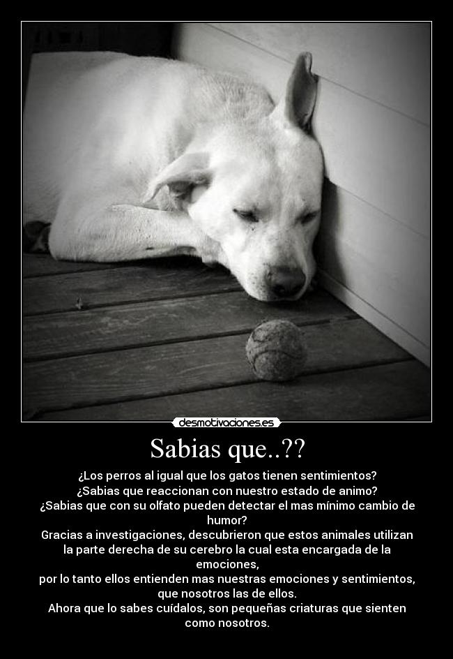 Sabias que..?? - ¿Los perros al igual que los gatos tienen sentimientos?
¿Sabias que reaccionan con nuestro estado de animo?
¿Sabias que con su olfato pueden detectar el mas mínimo cambio de
humor?
Gracias a investigaciones, descubrieron que estos animales utilizan
la parte derecha de su cerebro la cual esta encargada de la
emociones,
por lo tanto ellos entienden mas nuestras emociones y sentimientos,
que nosotros las de ellos.
Ahora que lo sabes cuídalos, son pequeñas criaturas que sienten
como nosotros.